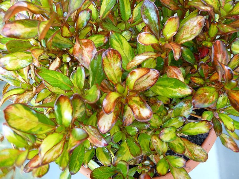 Coprosma 'Evening Glow' (pbr) | Van Vliet New Plants