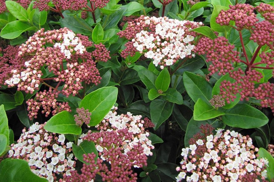 Viburnum tinus Lisarose 'Loren' (pbr) | van Vliet New Plants