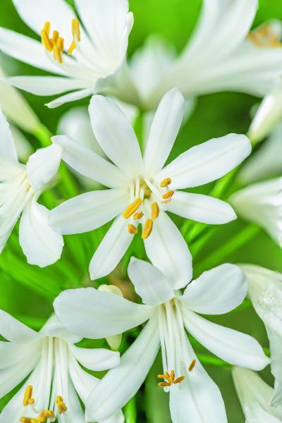 Agapanthus Elegance White nr3