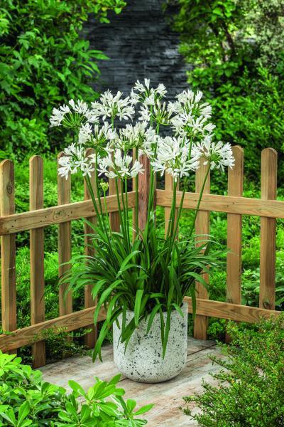 Agapanthus White Elegance nr1