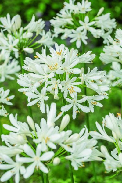 Agapanthus White Elegance nr2