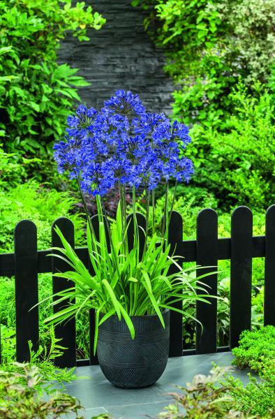 Agapanthus Lady® Lay nr1