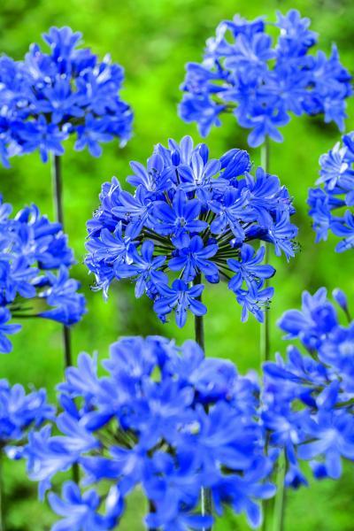 Agapanthus Lady® Lay nr2