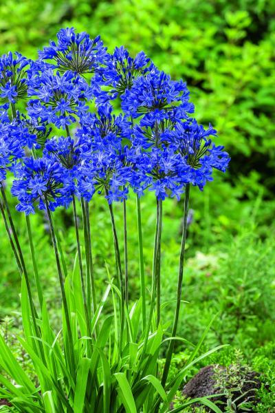 Agapanthus Lady® Lay nr3