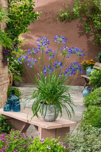 Agapanthus Blue Elegance nr1