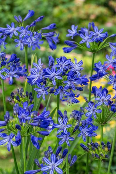 Agapanthus Blue Elegance nr2