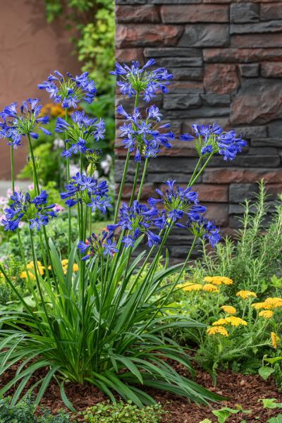 Agapanthus Blue Elegance nr3
