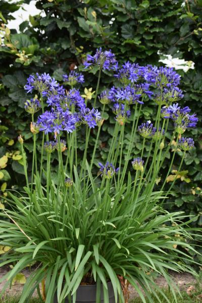 Agapanthus Elegance Blue nr1