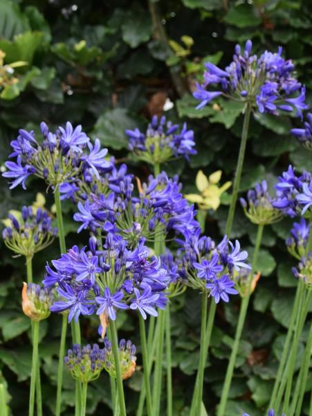 Agapanthus Elegance Blue nr2