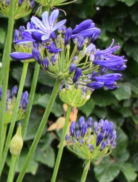 Agapanthus Elegance Blue nr3