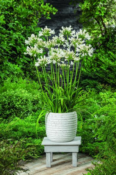 Agapanthus Lady® Lauren nr1