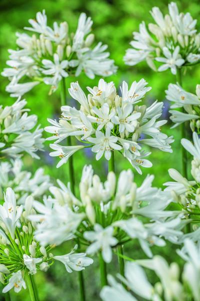 Agapanthus Lady® Lauren nr2