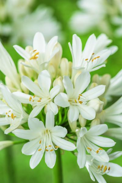 Agapanthus Lady® Lauren nr3