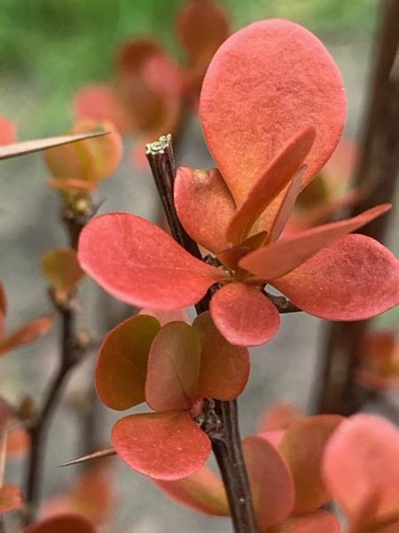 Berberis thunbergii //