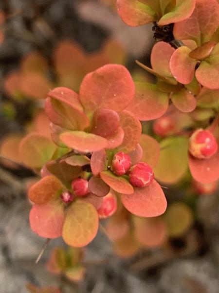 Berberis thunbergii //