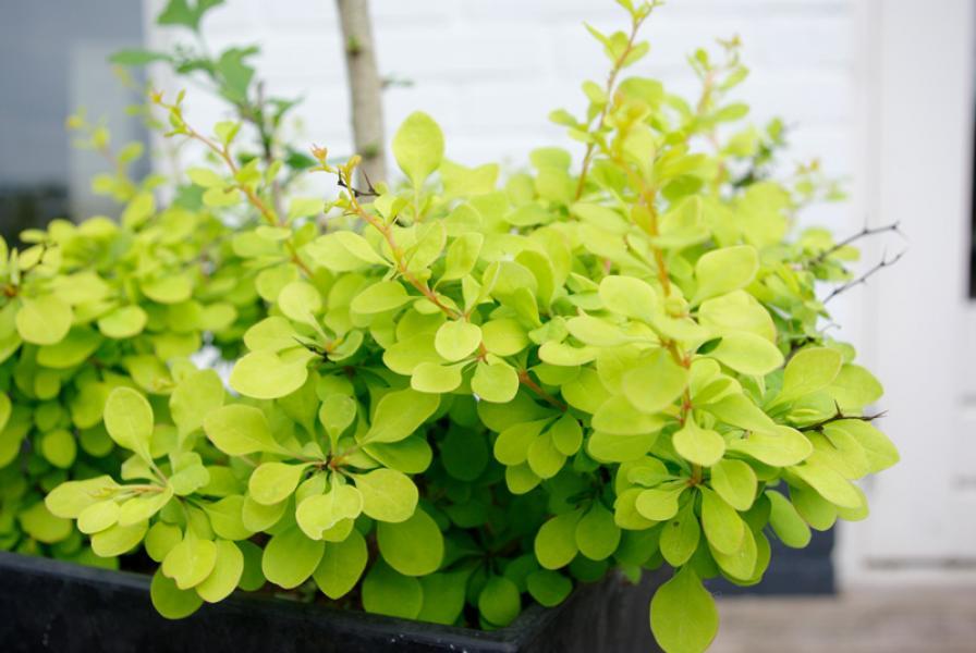 Berberis thunbergii Golden Horizon nr3