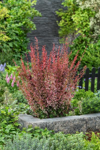 Berberis thunbergii Pink Pillar nr1