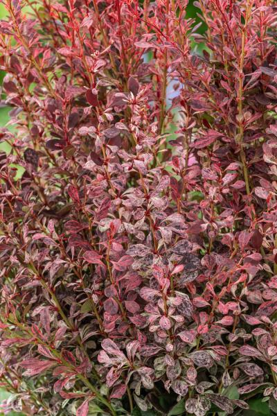 Berberis thunbergii Pink Pillar nr2