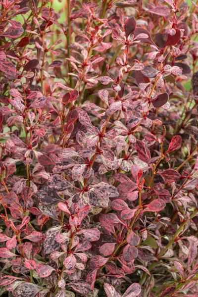 Berberis thunbergii Pink Pillar nr3