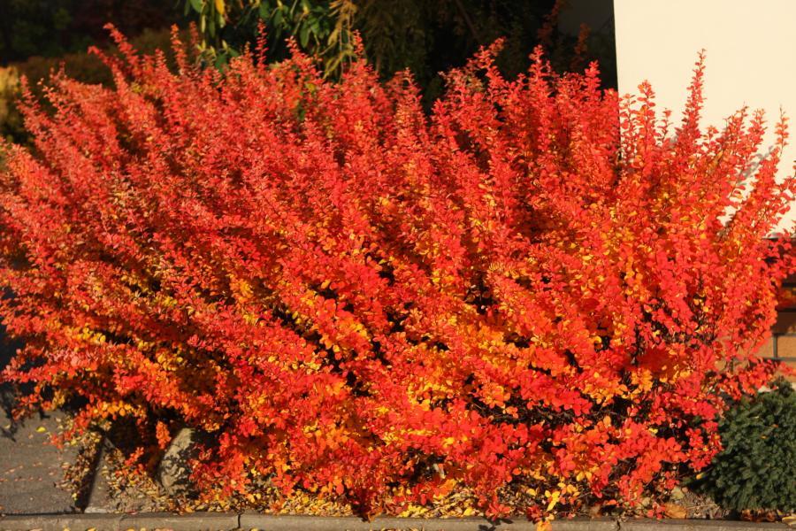 Berberis thunbergii Maria nr1