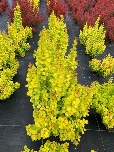 Berberis thunbergii //