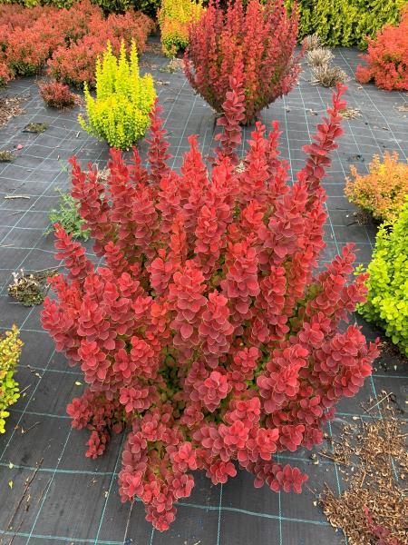 Berberis thunbergii //