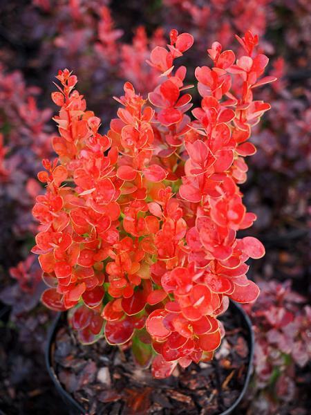 Berberis thunbergii //