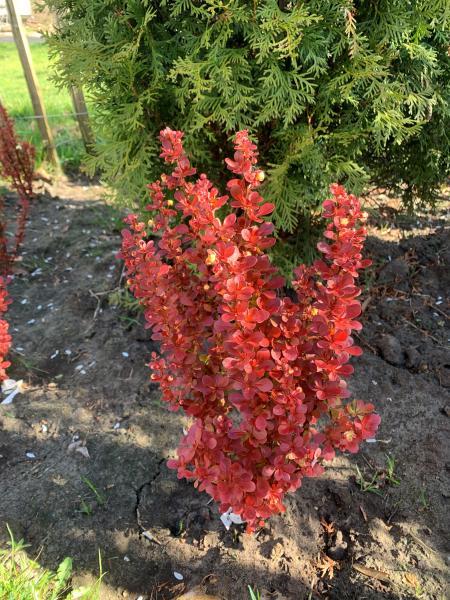 Berberis thunbergii //