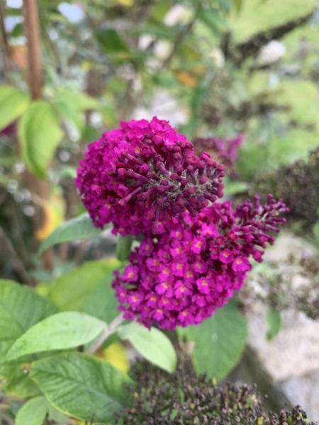 Buddleja Butterfly Red nr1