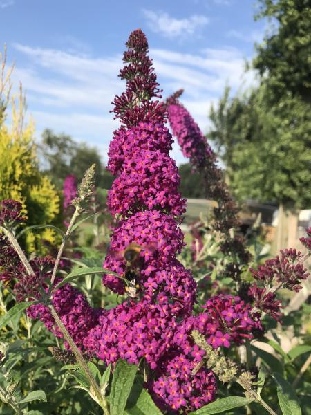 Buddleja Butterfly Red nr2