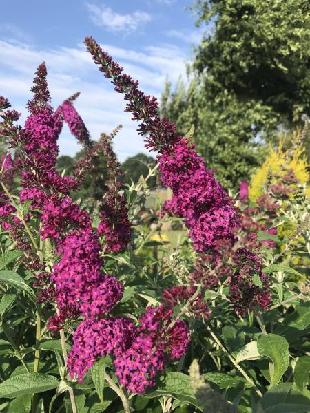 Buddleja Butterfly Red nr3