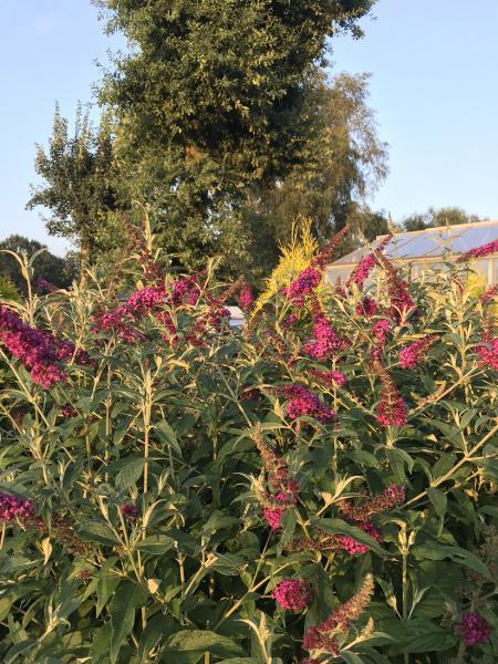 Buddleja Butterfly Red nr4