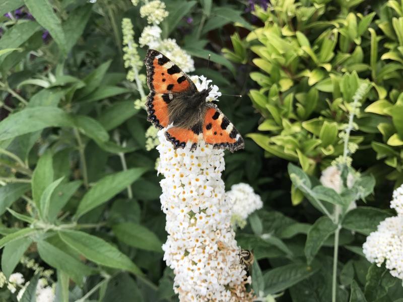 Buddleja Butterfly White nr1