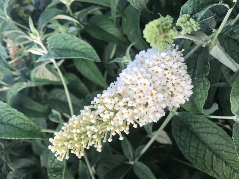 Buddleja Butterfly White nr2