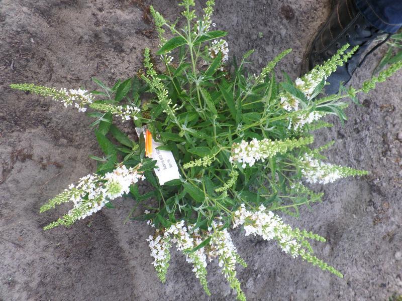 Buddleja Butterfly White nr3