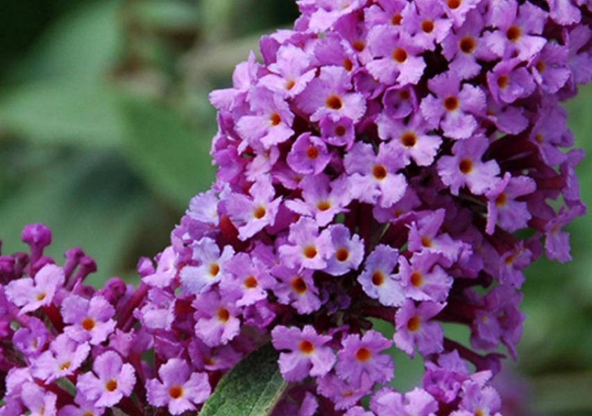 Buddleja davidii Flutterby™ Lavender nr1