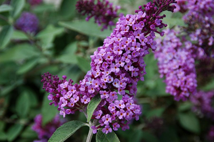 Buddleja davidii Flutterby™ Lavender nr2