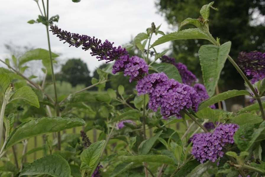 Buddleja davidii Flutterby™ Lavender nr3