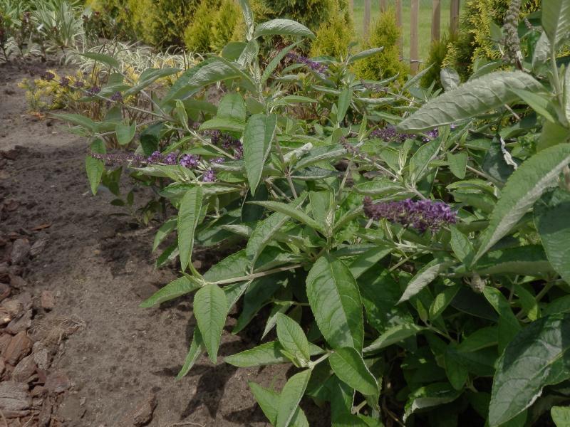 Buddleja davidii Flutterby™ Lavender nr4