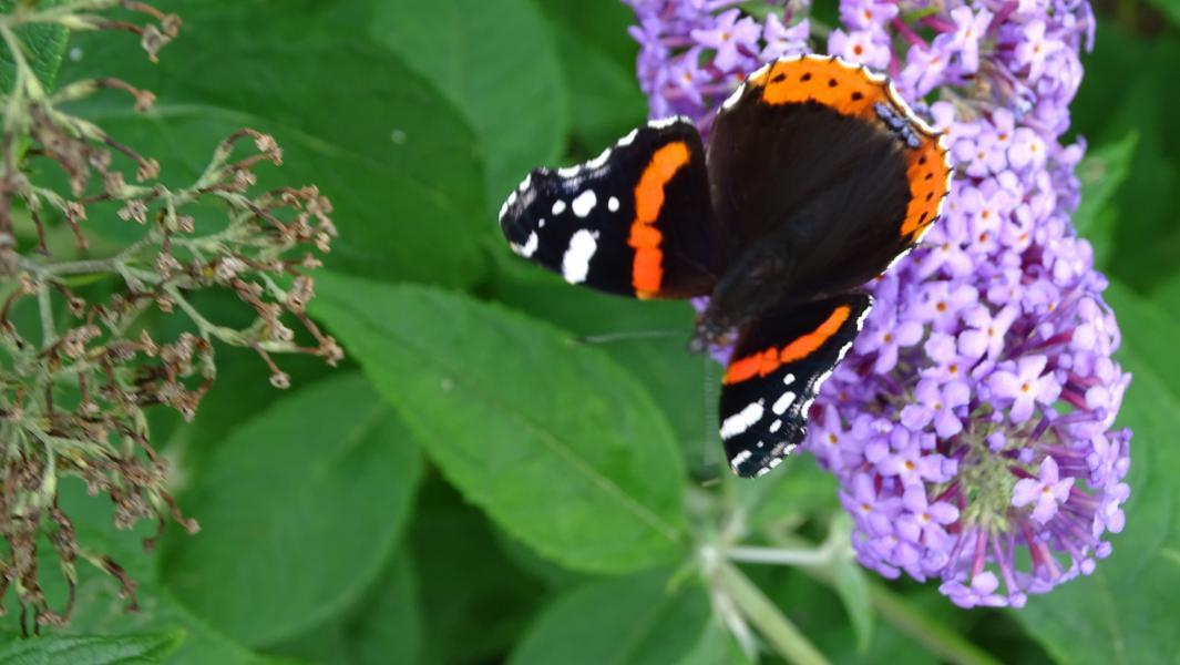 Buddleja davidii Flutterby™ Peace nr1