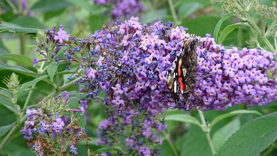 Buddleja davidii Flutterby™ Peace nr3