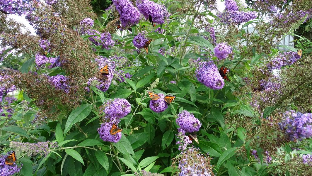 Buddleja davidii Flutterby™ Peace nr4