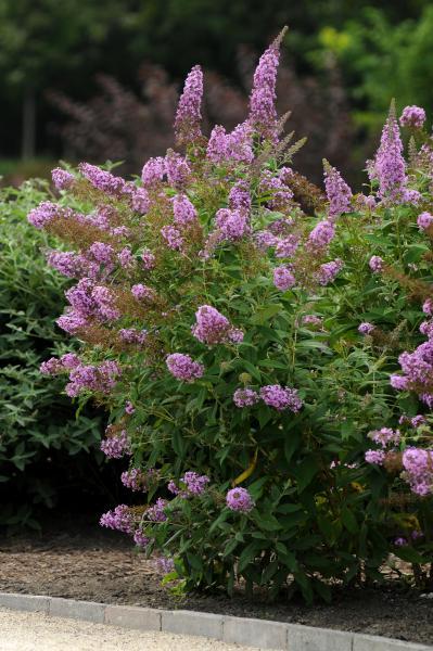 Buddleja davidii Flutterby™ Pink nr1