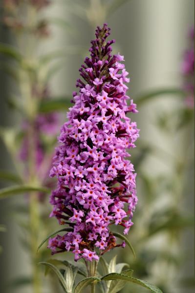 Buddleja davidii Flutterby™ Pink nr2