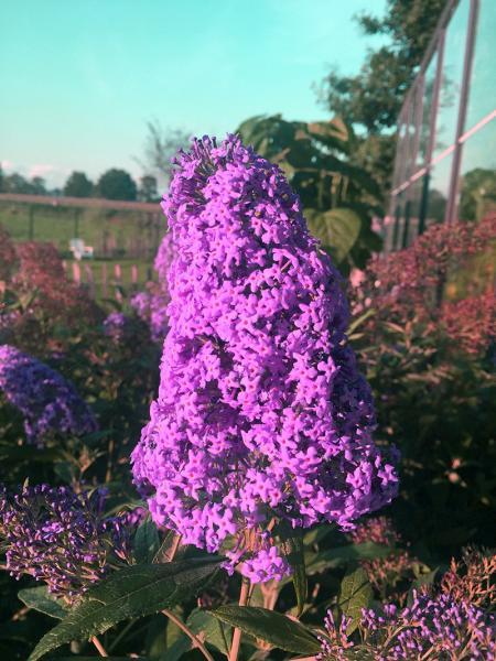 Buddleja davidii Flutterby™ Pink nr5