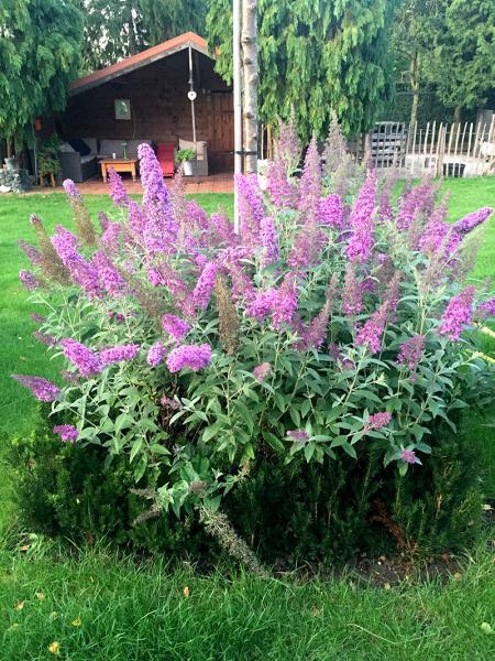 Buddleja davidii Flutterby™ Pink nr6