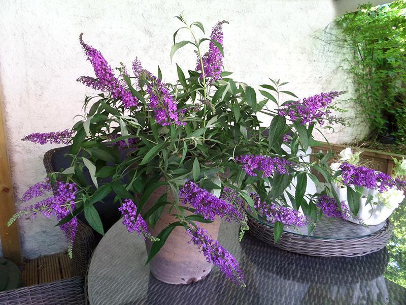 Buddleja davidii //