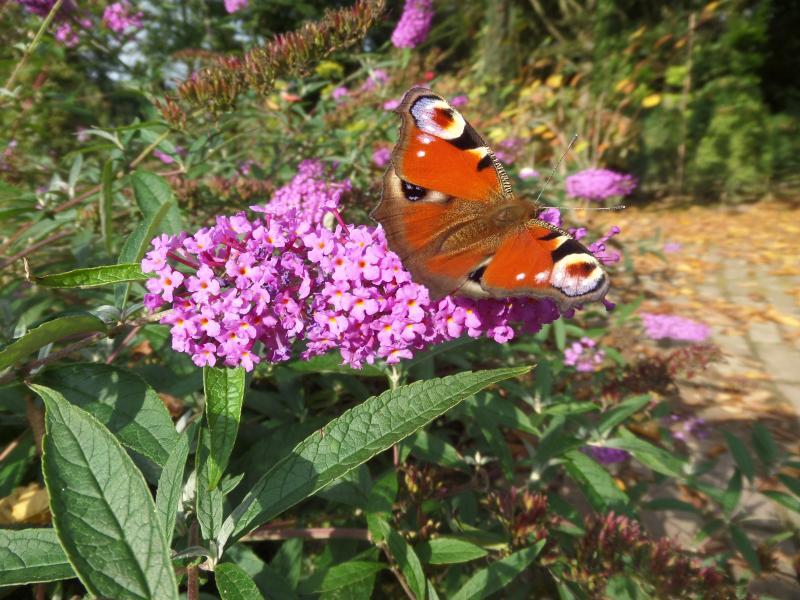 Buddleja davidii //