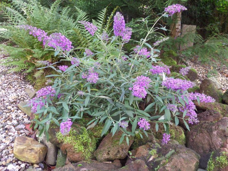 Buddleja davidii //