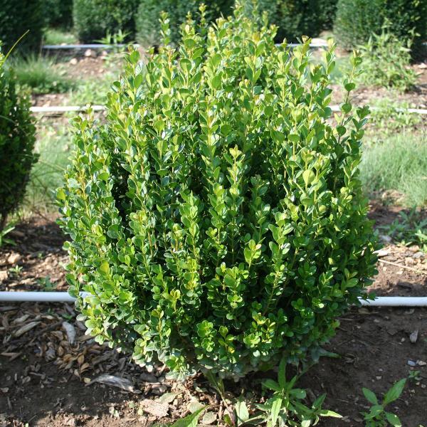 Buxus Newgen® Freedom nr1